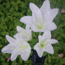 Load image into Gallery viewer, LED Solar Light Outdoor 4 Head Lily Garden Flower Waterproof Decorative Lamp